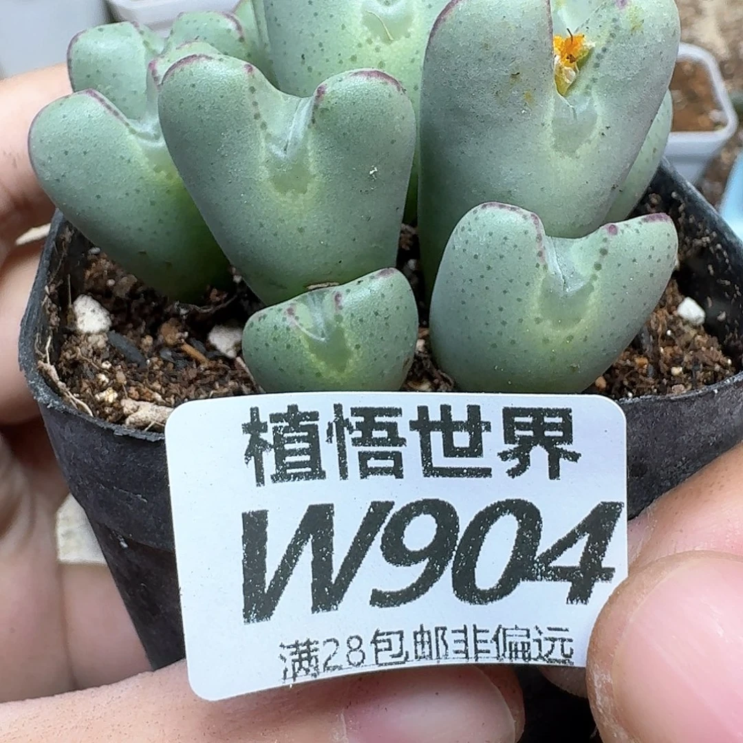 多肉植物的人生rgb