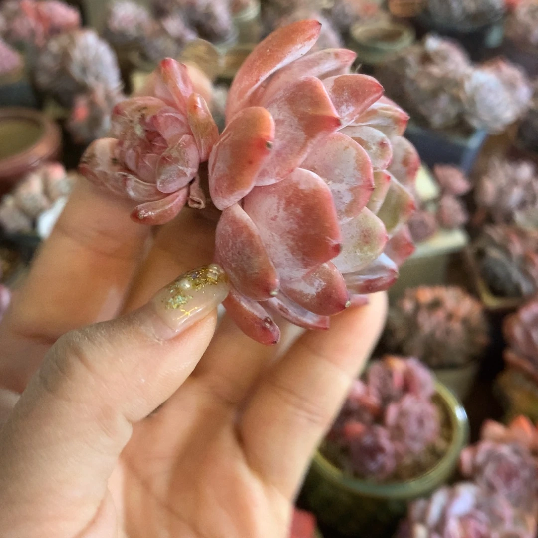石榴籽哈哈哈哈哈哈哈哈哈，