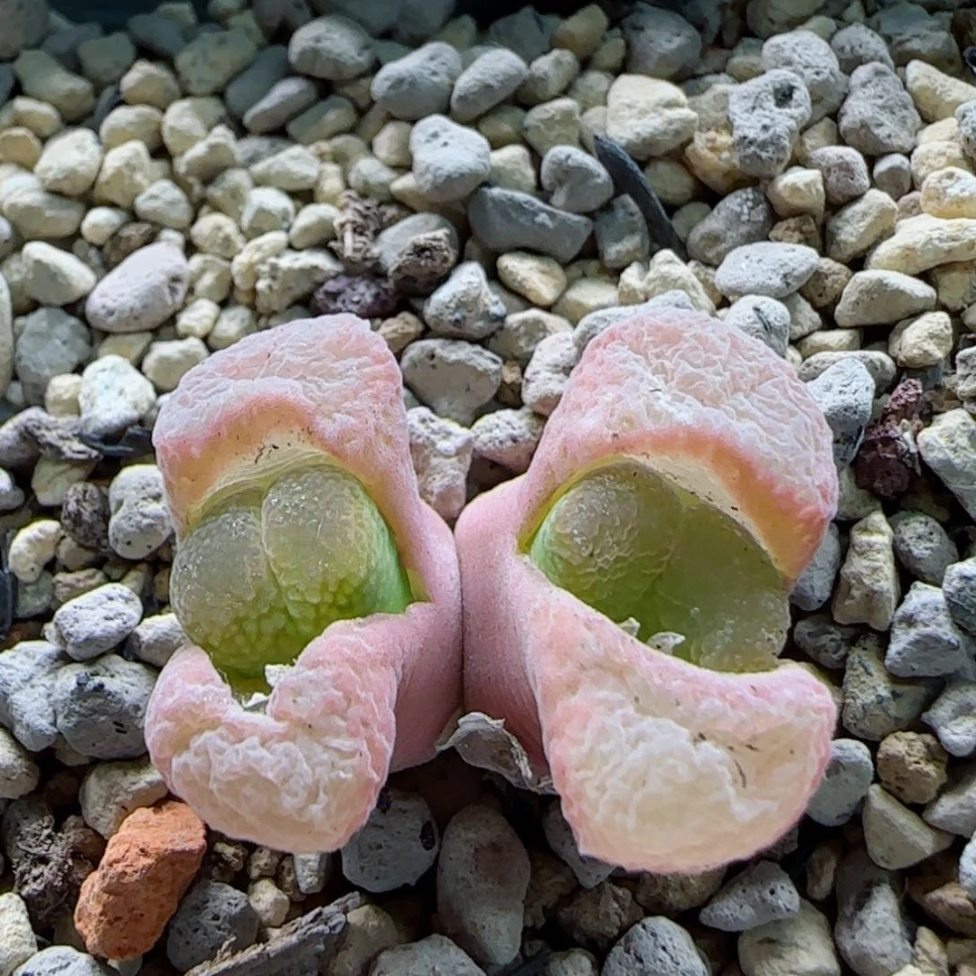 不***猫2-11当天满58包邮多肉脱土