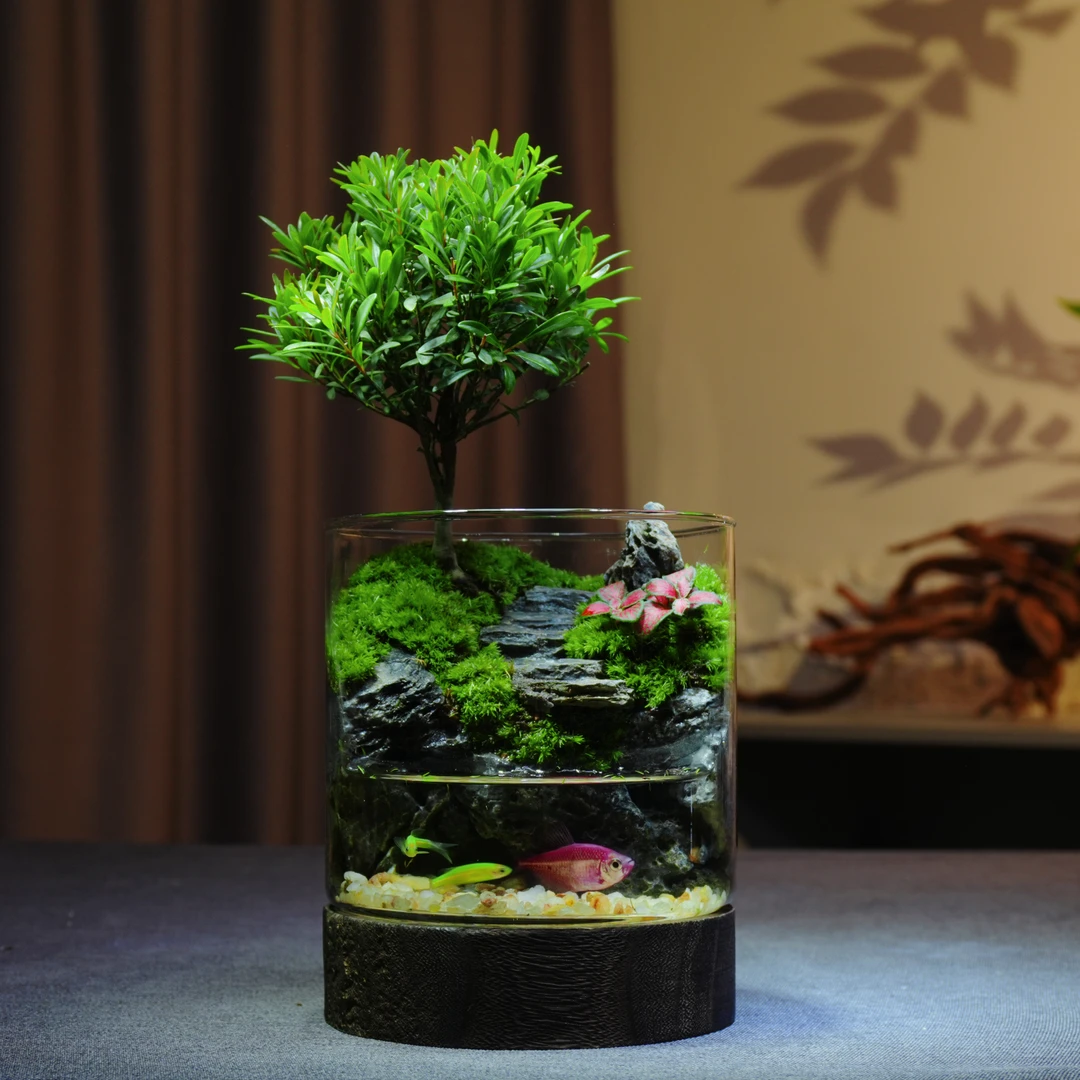 【年年有鱼】小叶赤楠创意桌面景观成品绿植造景办公室养鱼观赏摆件