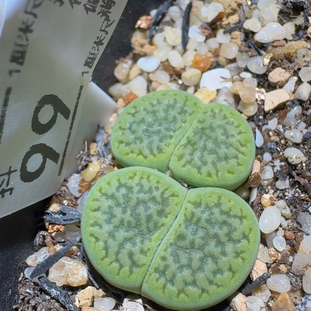 Ssss精品生石花99