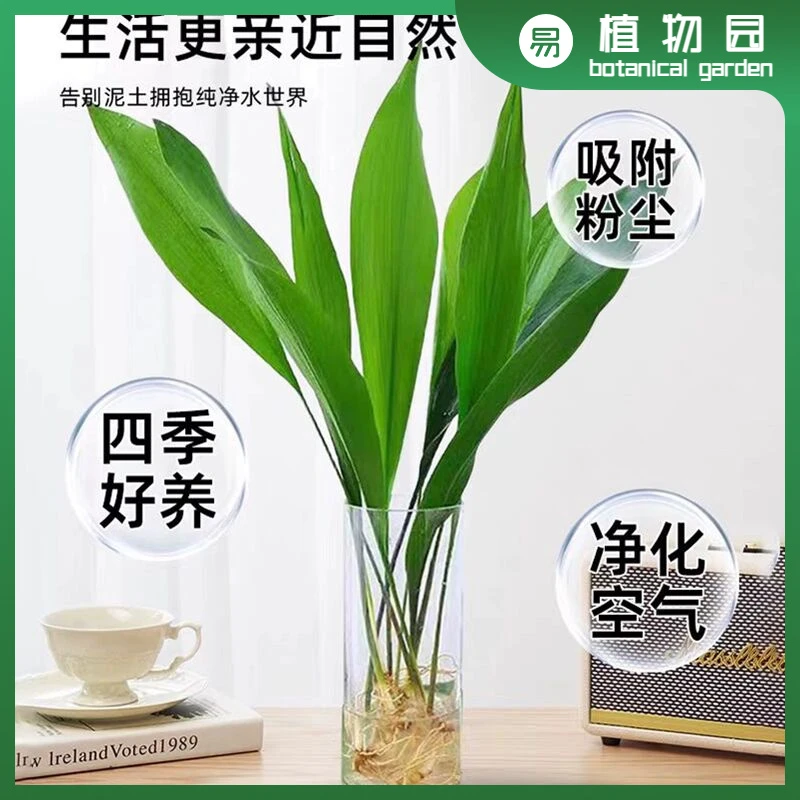 水培一叶兰绿植室内盆栽四季常青客厅网红水养懒人植物好养活花卉