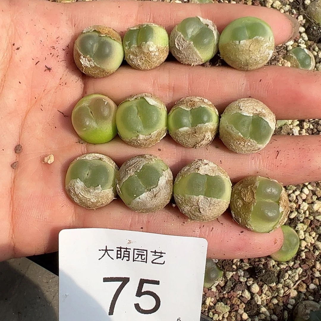 夏***阳000075一物一拍……