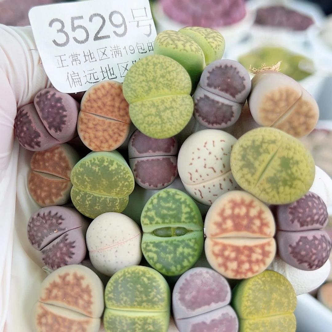 3529 好养易活生石花大母本20个