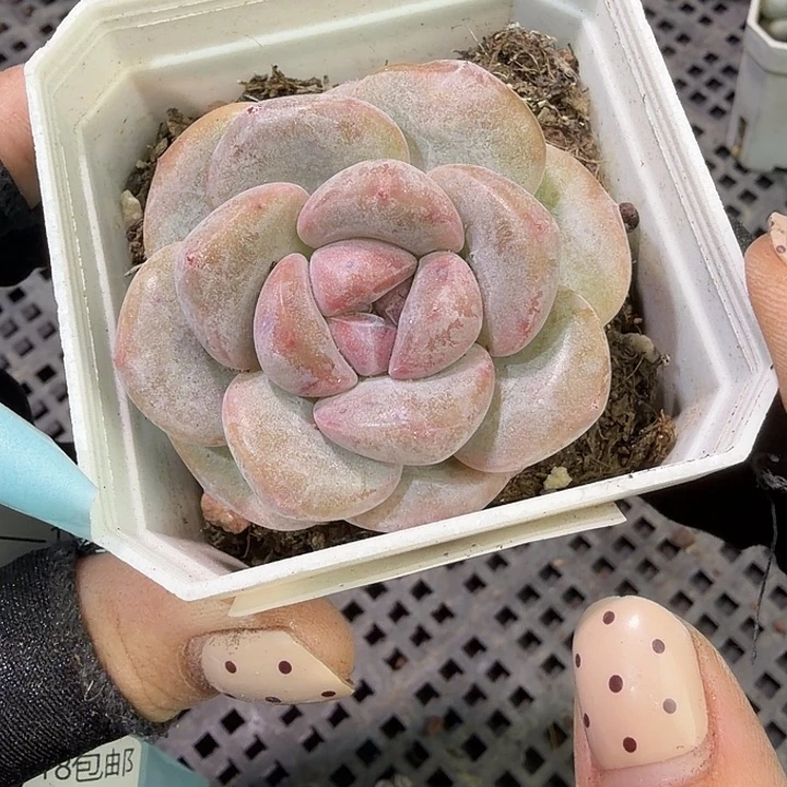 68 号到手1框江北多肉