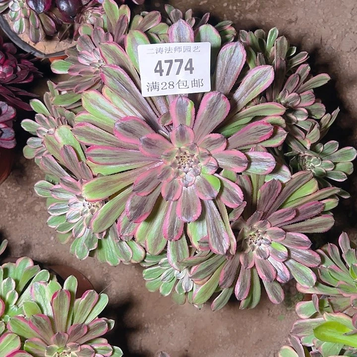 4774粉黛多肉植物