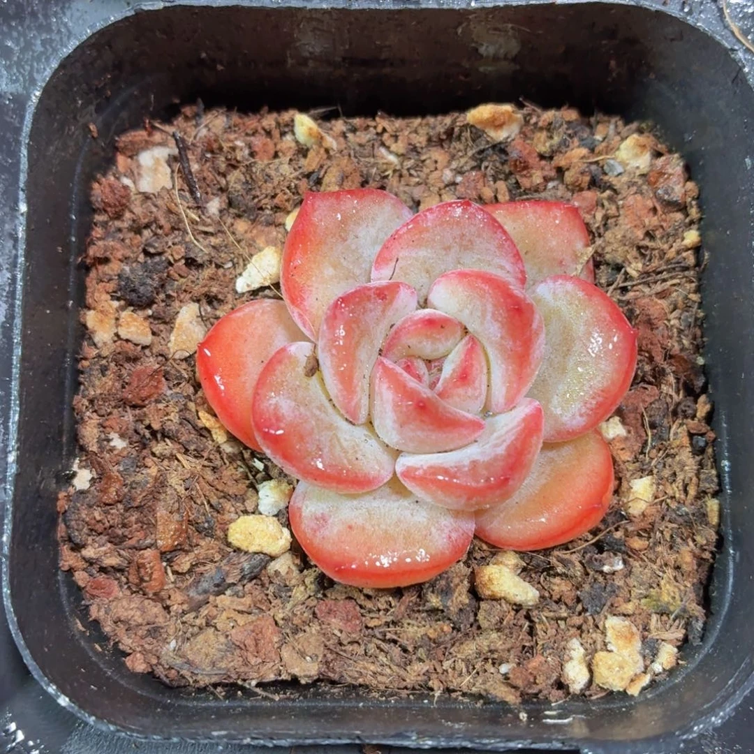 泡芙多肉9.9包邮发货