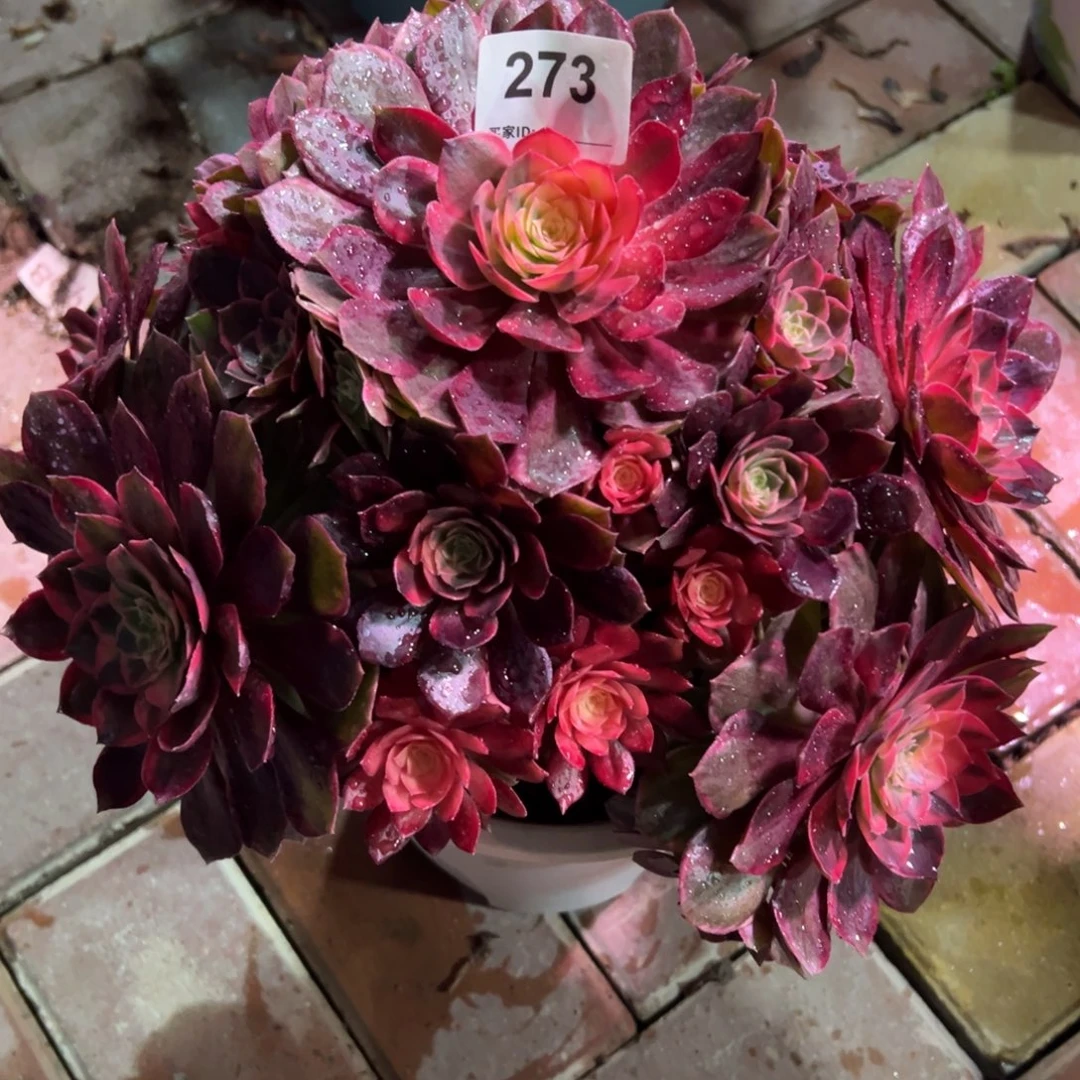 无花朵273黑魔锦法师多肉植物