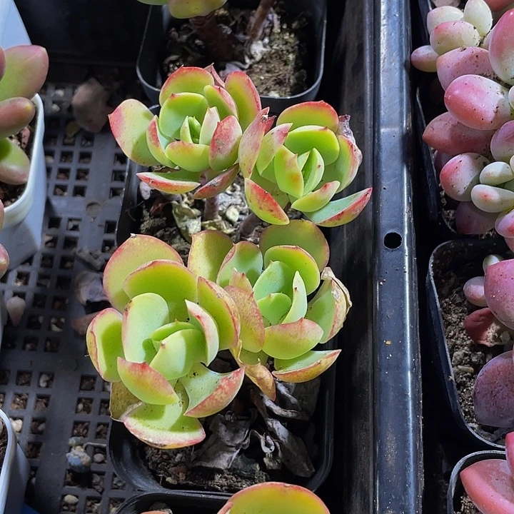 双头碧桃带盆土发