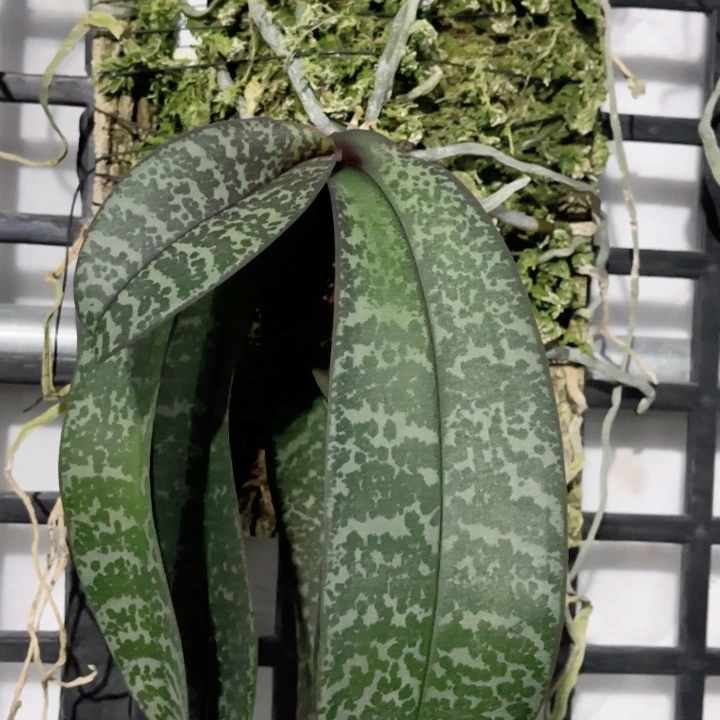 完全开放普普西雷利-6666