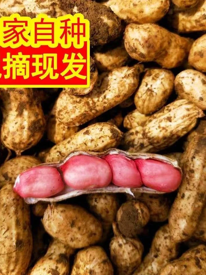 【当季新鲜】薄皮四粒红带壳现挖花生凉拌纯天然正品湿花生蔬果品