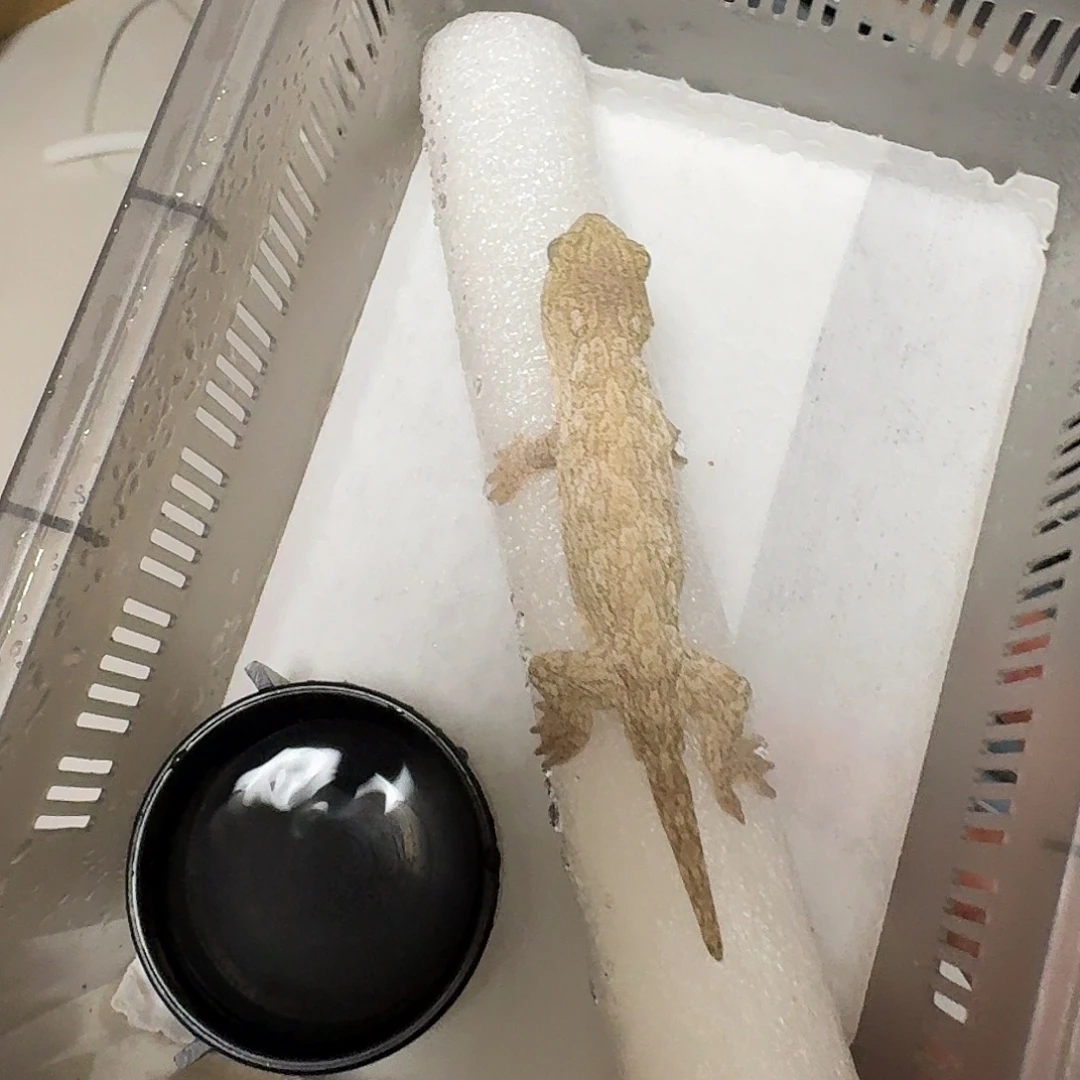 睫角守宫巨人守宫