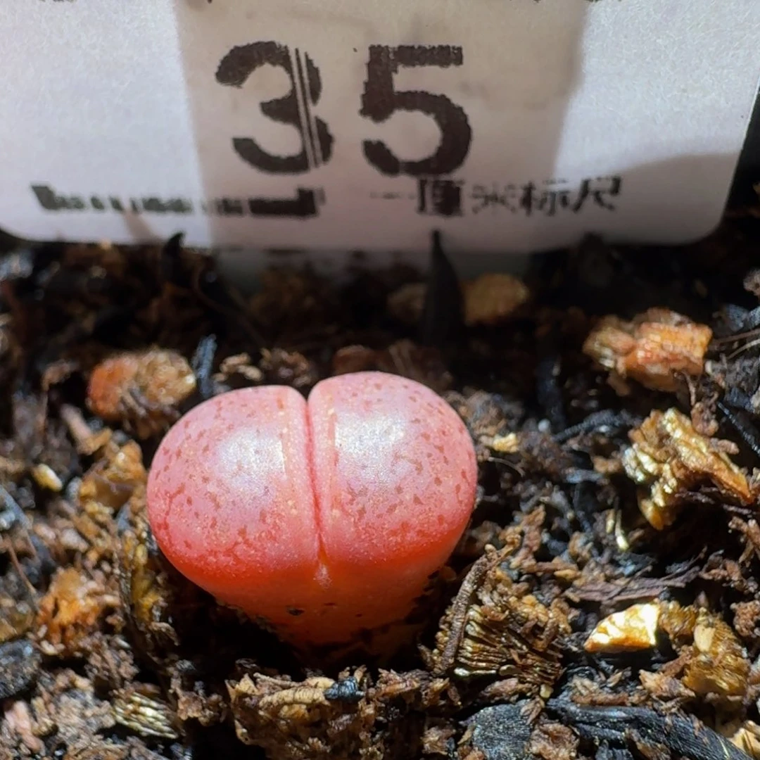 Sssss精品生石花35阿克