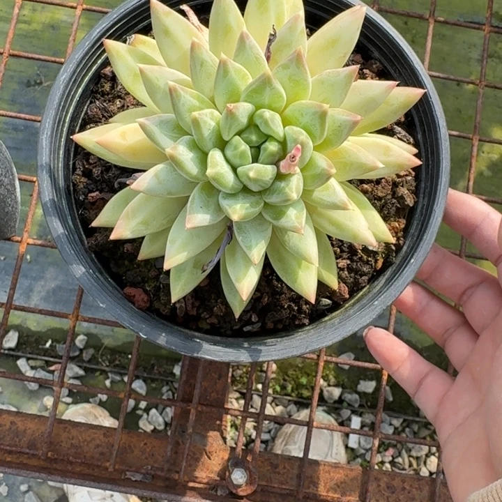 美人多肉植物绿植