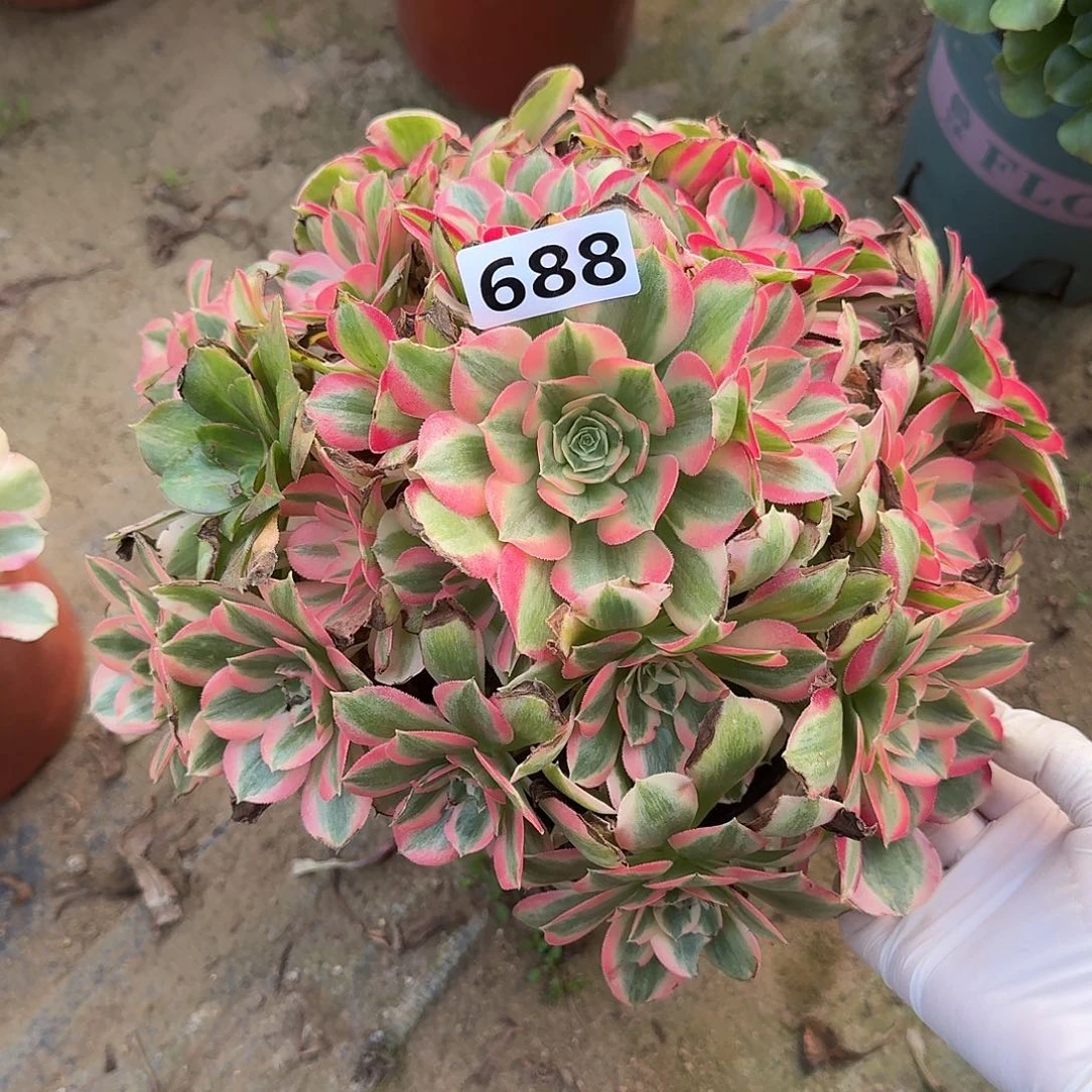 多肉植物邀约688号