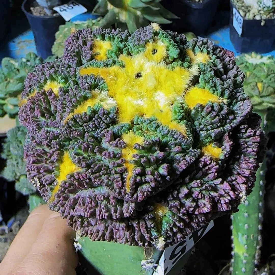 锦*喵金毛龟甲452仙人球开花