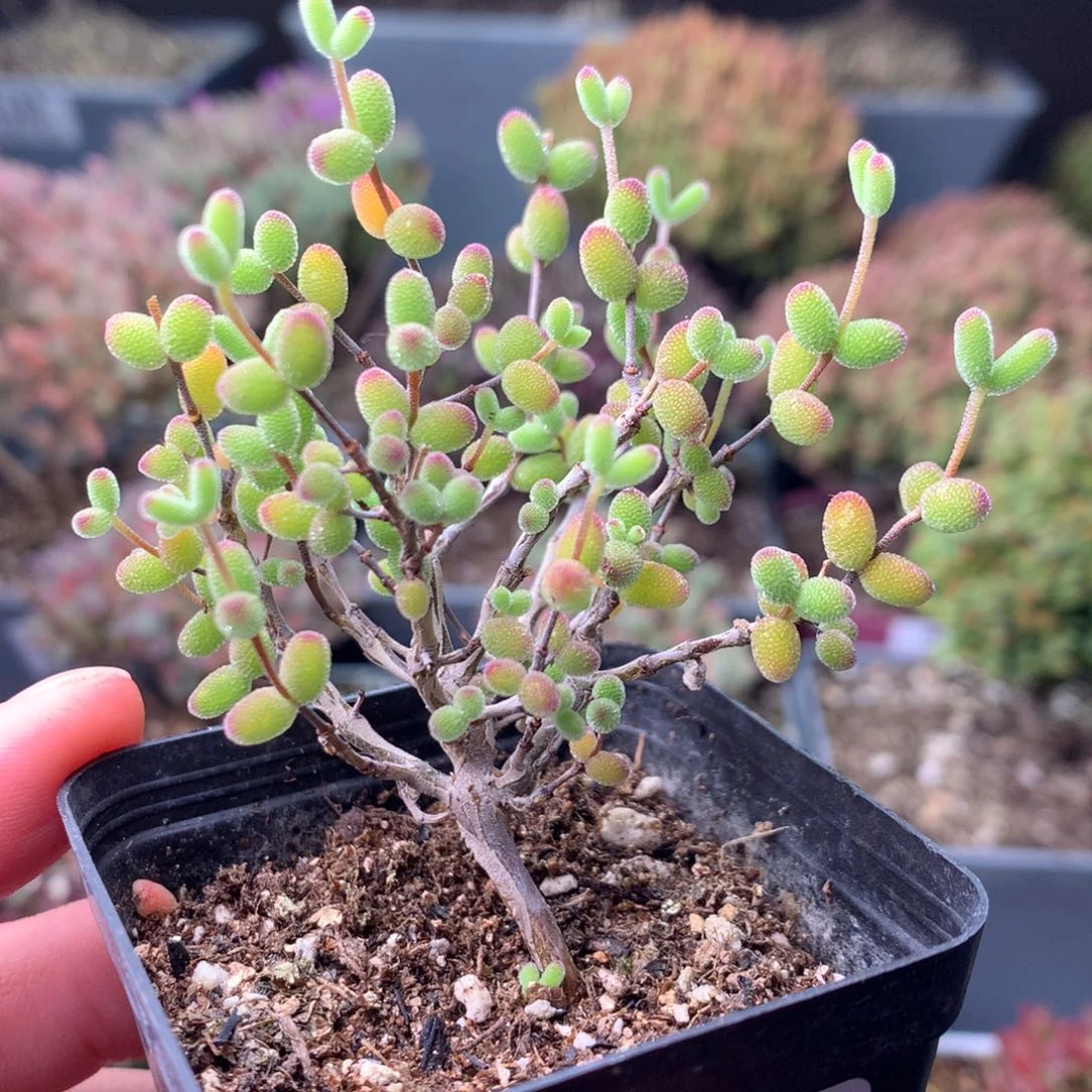 是***！877实生糖球 。