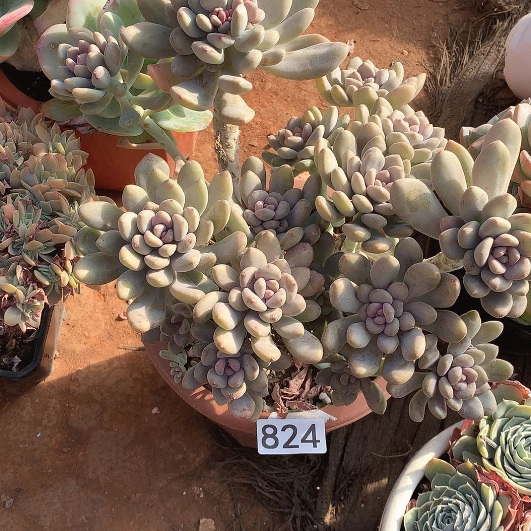 824美人手指一物一拍多肉