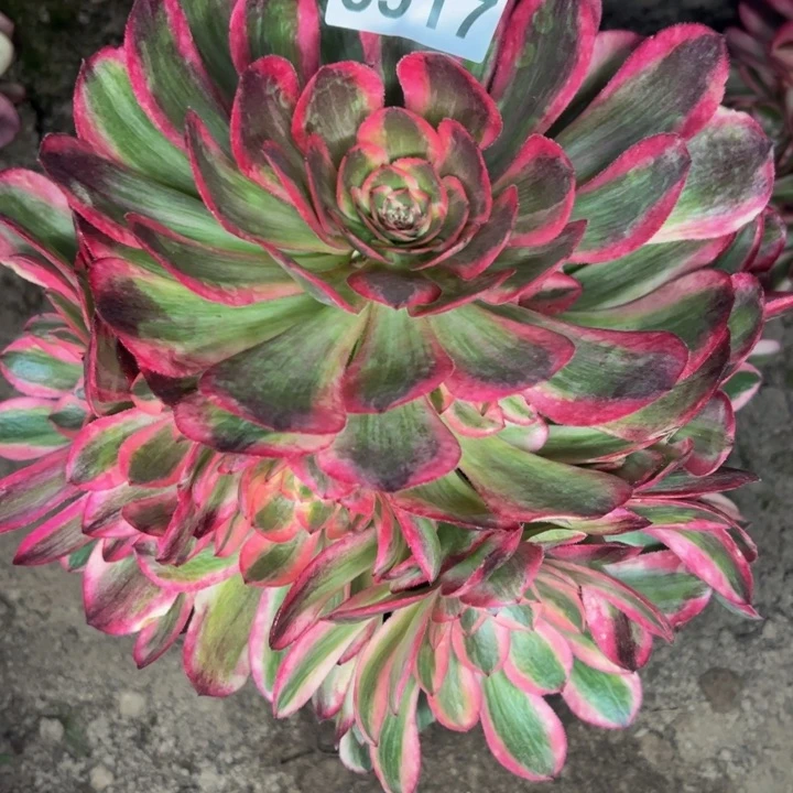 6517南孔雀翎多肉植物