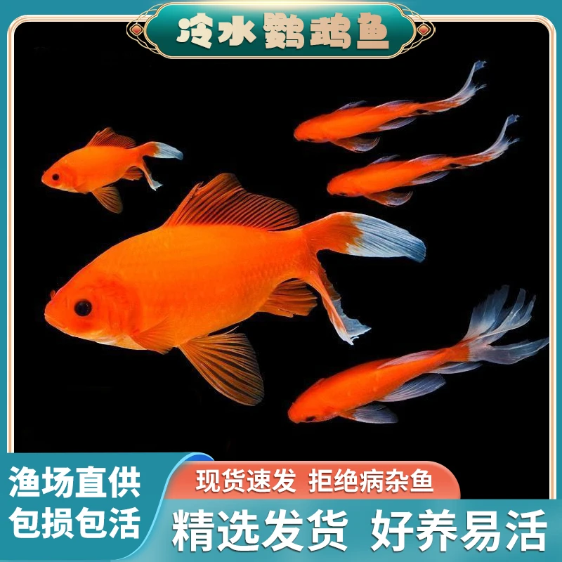 冷水观赏鱼好养小鱼苗葡萄眼血鹦鹉观赏活鱼冷水鱼招财鱼