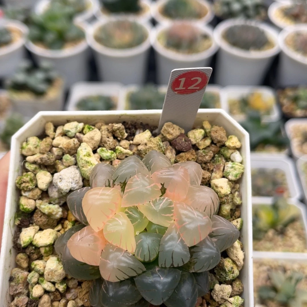 小蔡的菜园 12 冰灯锦