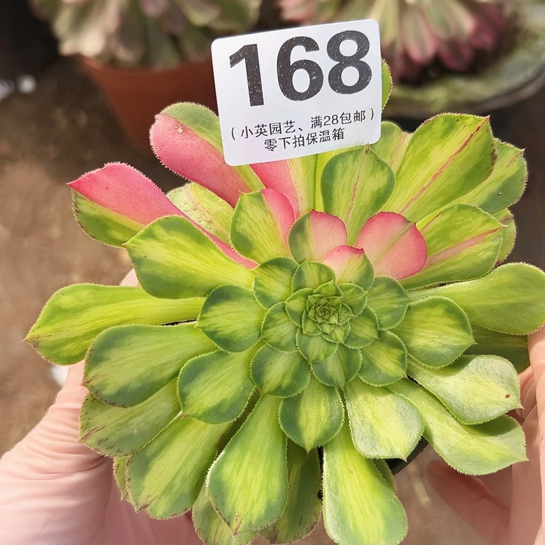 多肉植物多肉植物168