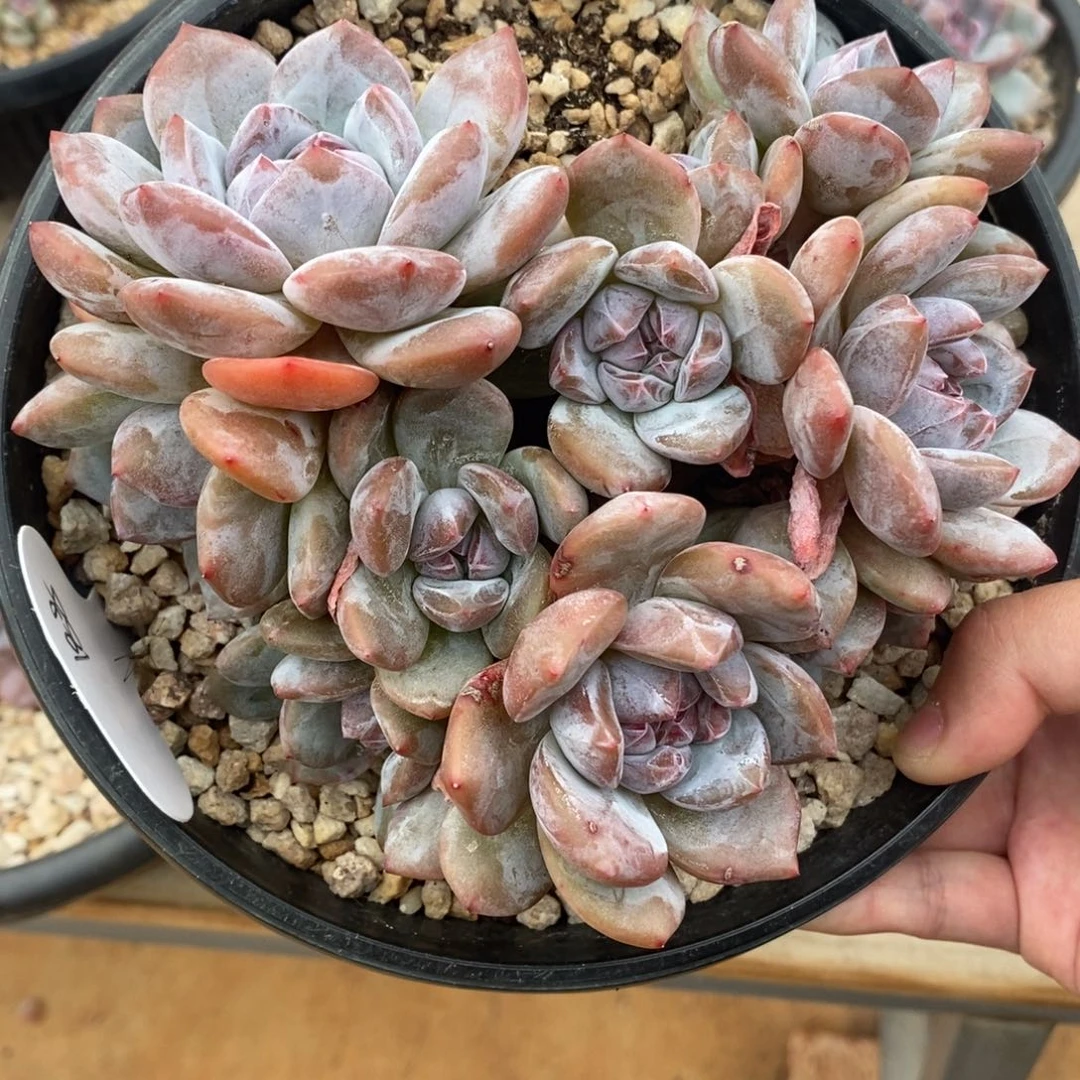 十二头绿底紫心 超多头 肥肥红红