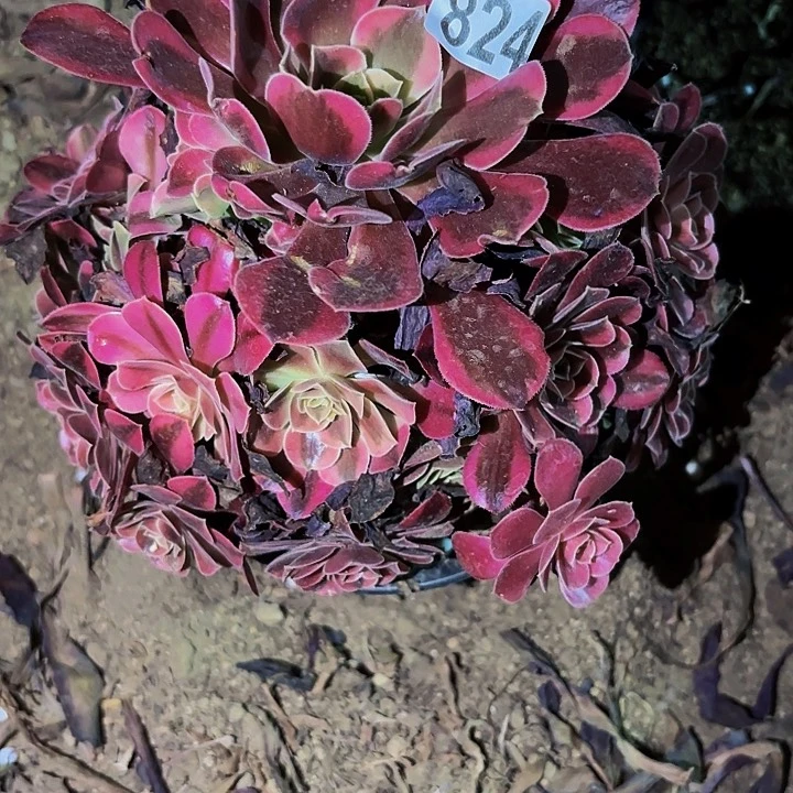 824蛇毒美杜莎多肉植物