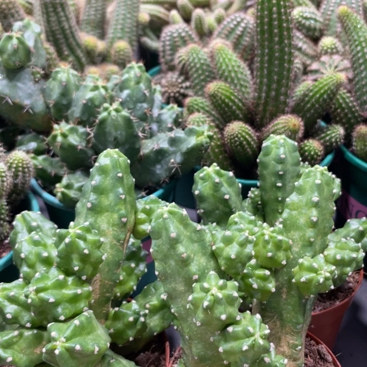 群生多头桃太郎一杯