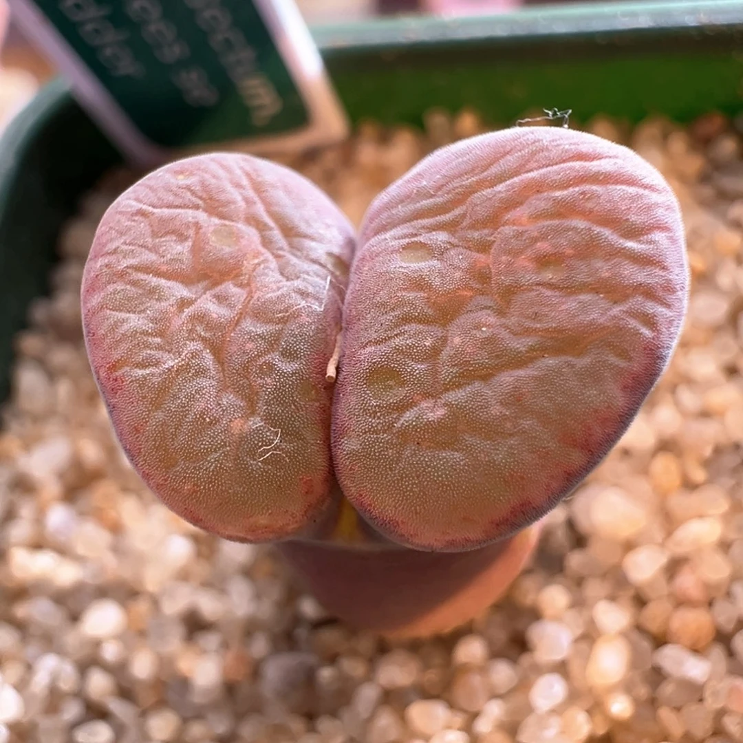 378优选pnsp四年半