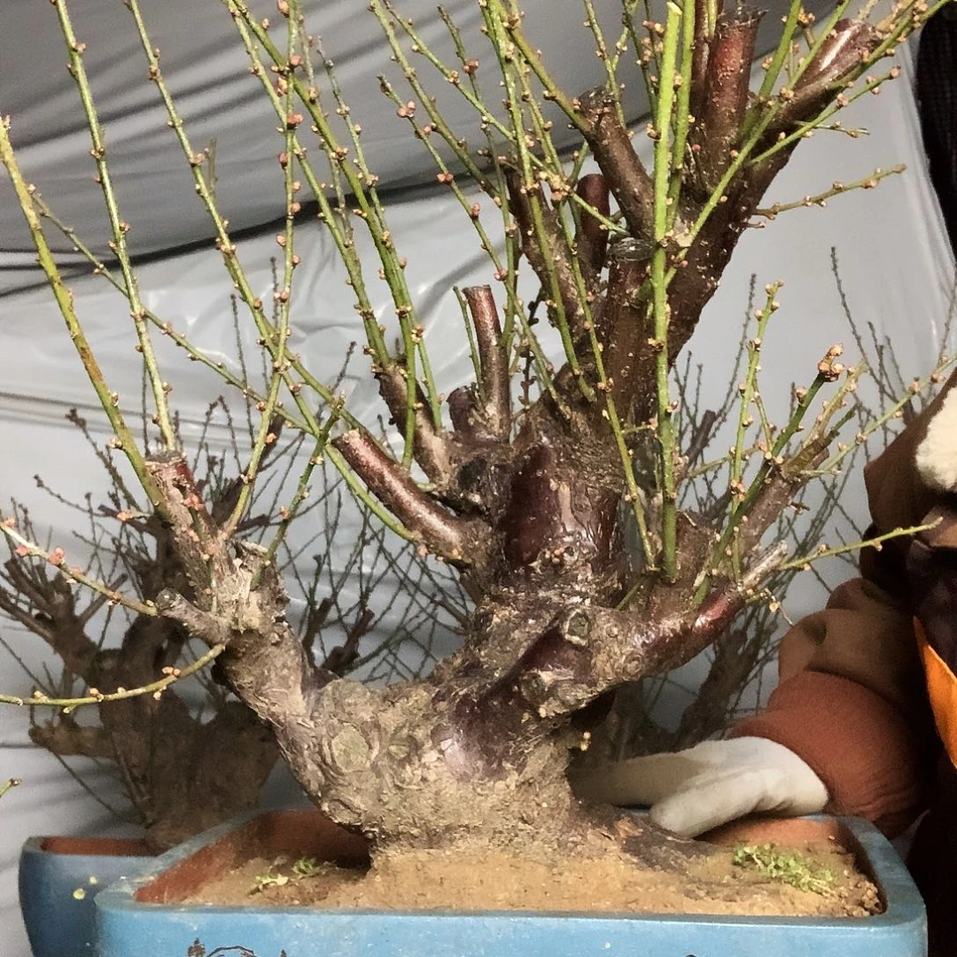 完全开放梅花盆景作品