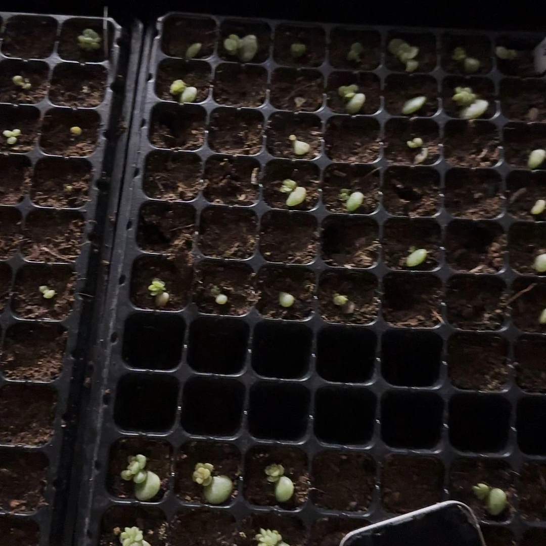 王者白心1-1 芝麻一个满25包邮