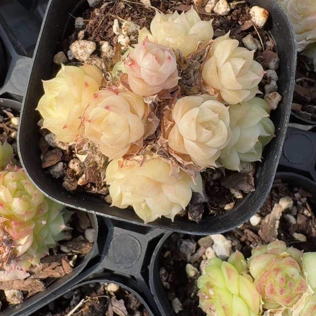 红陶0208-28-麦秆不包整