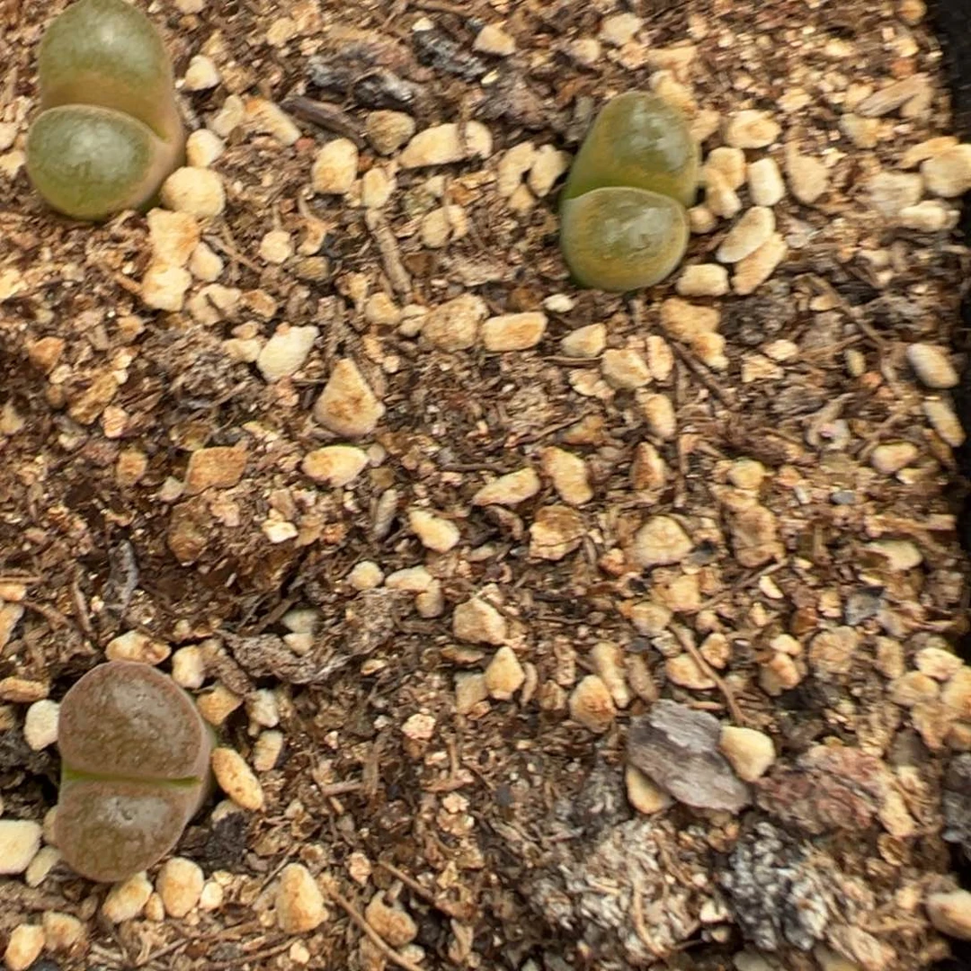 5-180麒麟风铃多肉植物