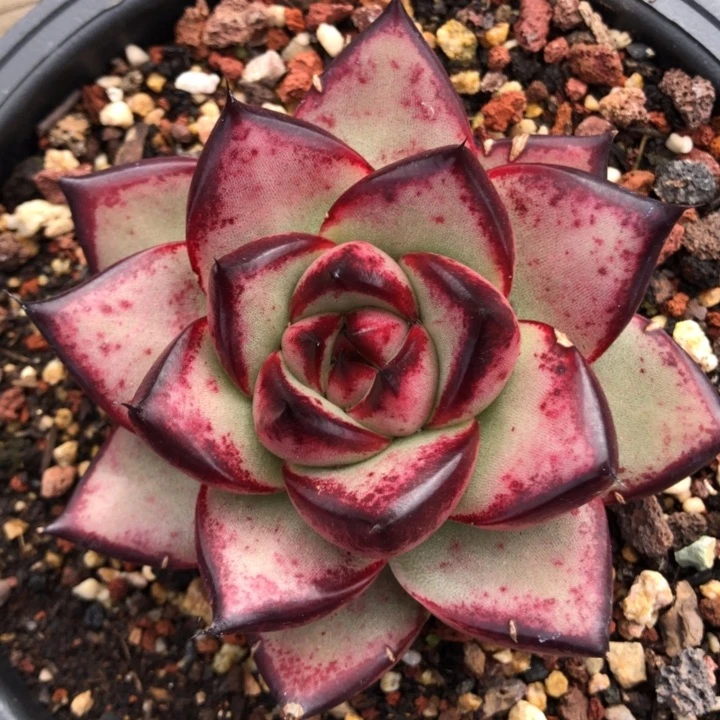 10公分魔王11111111