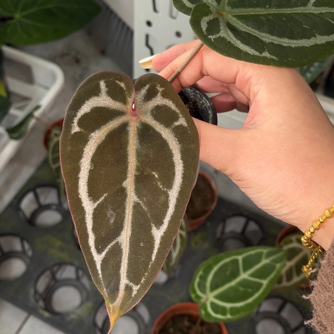 不开花植物红水晶（379