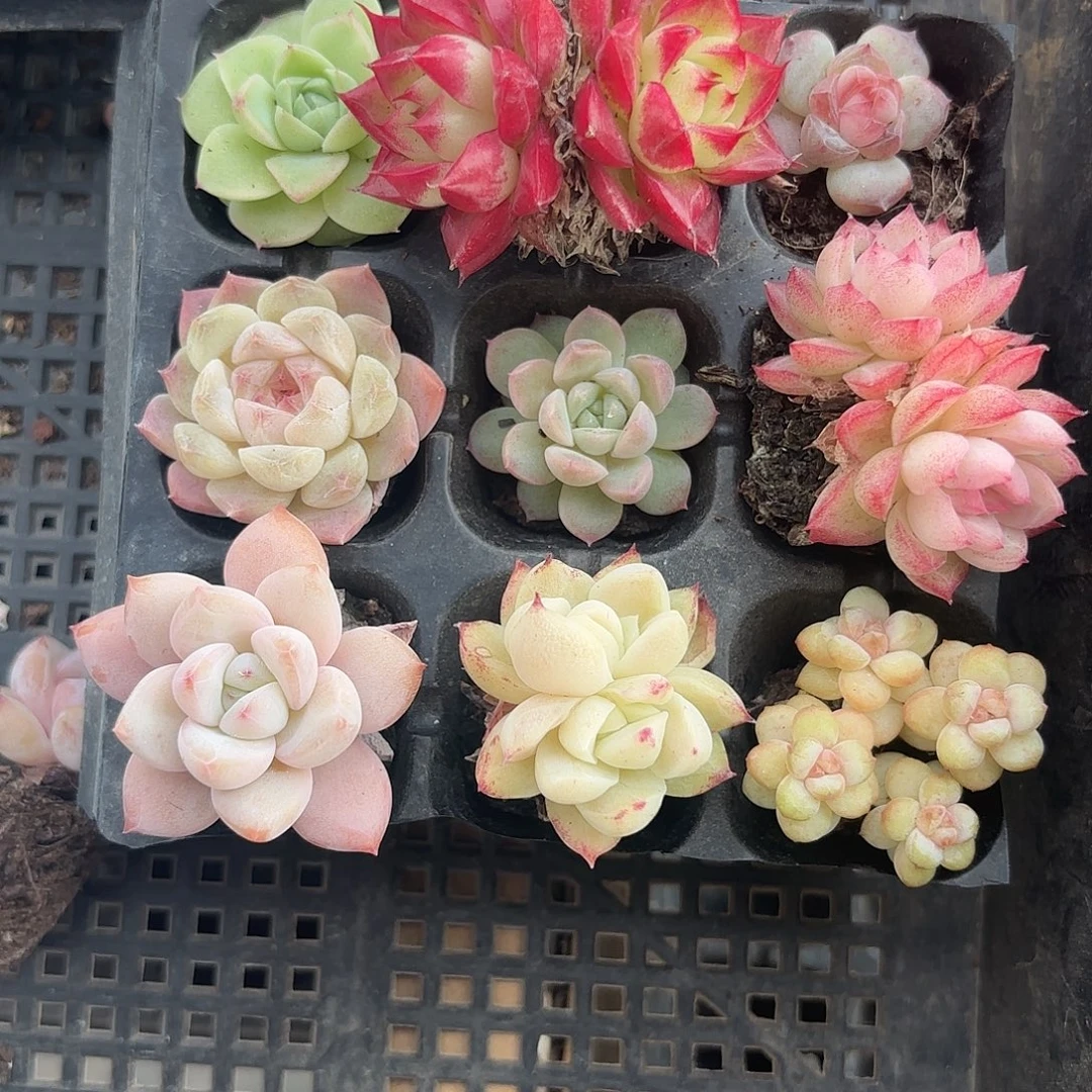 小穴苗9颗多肉组合
