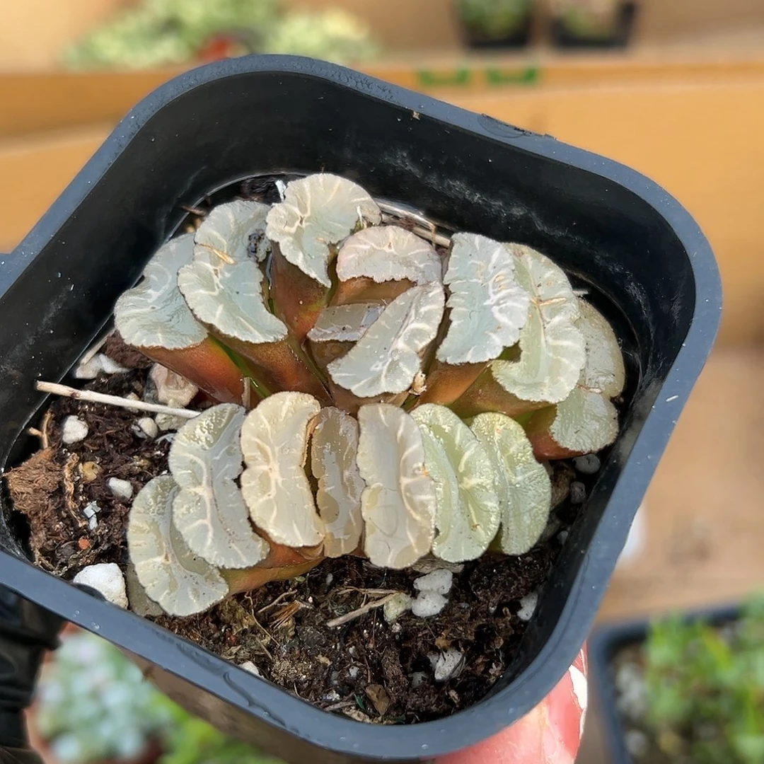多肉植物玉扇双头