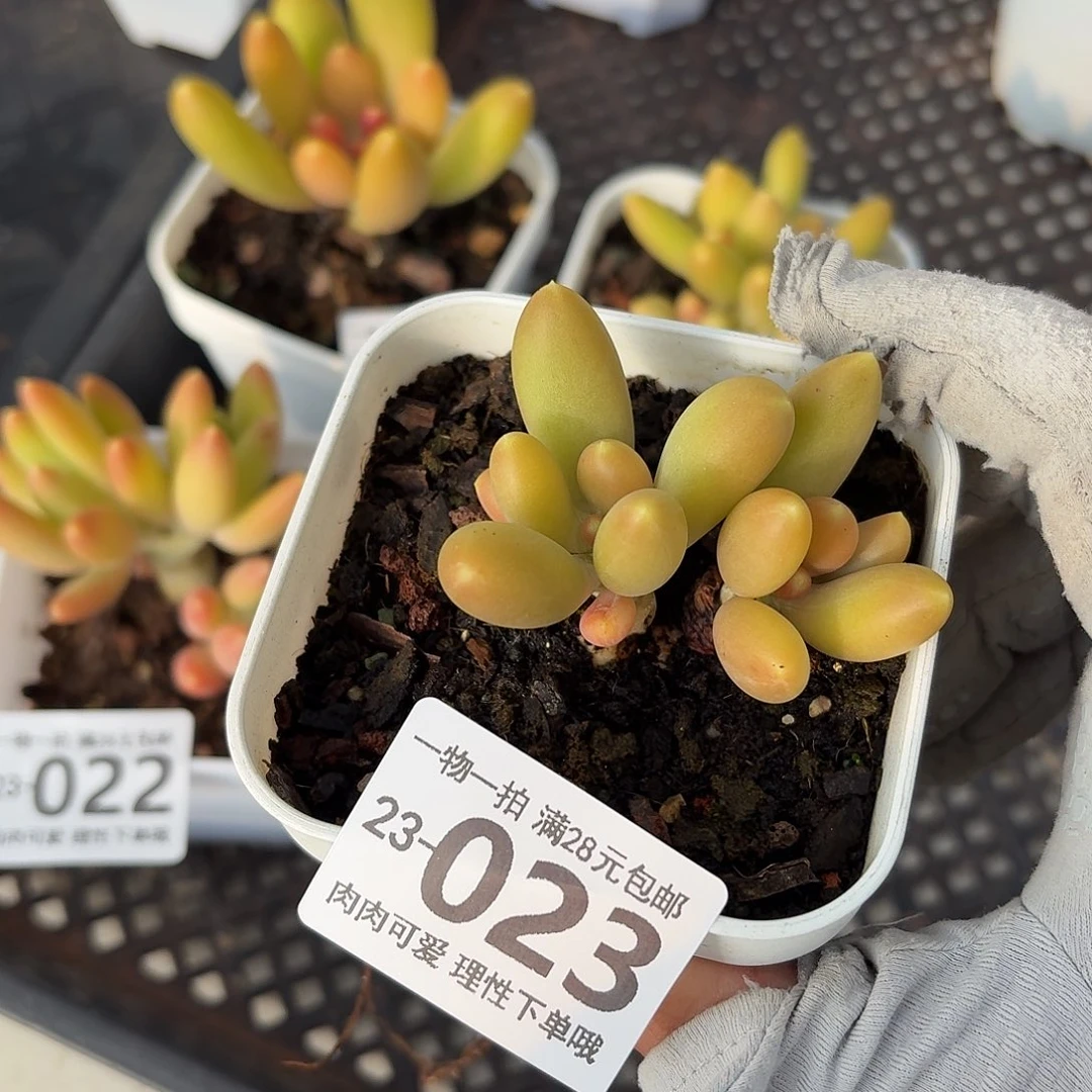 芒果奶无盆土发货无