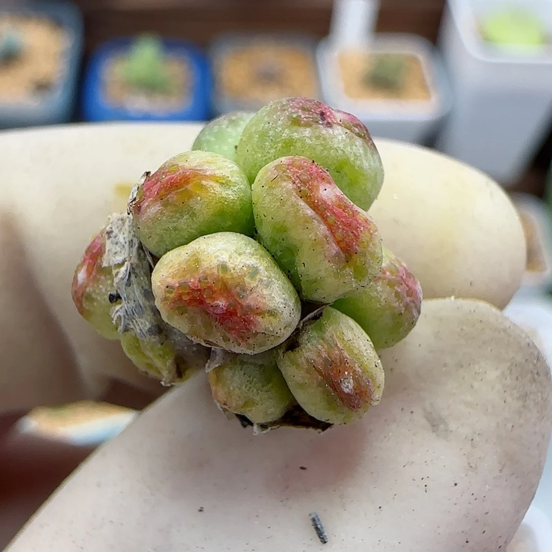 797龙猫斑马福利