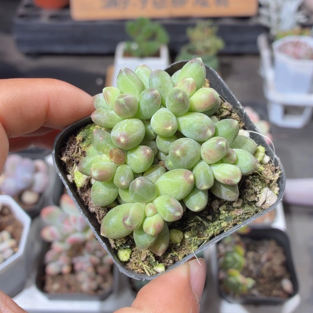 千代田多肉9.9包邮发货