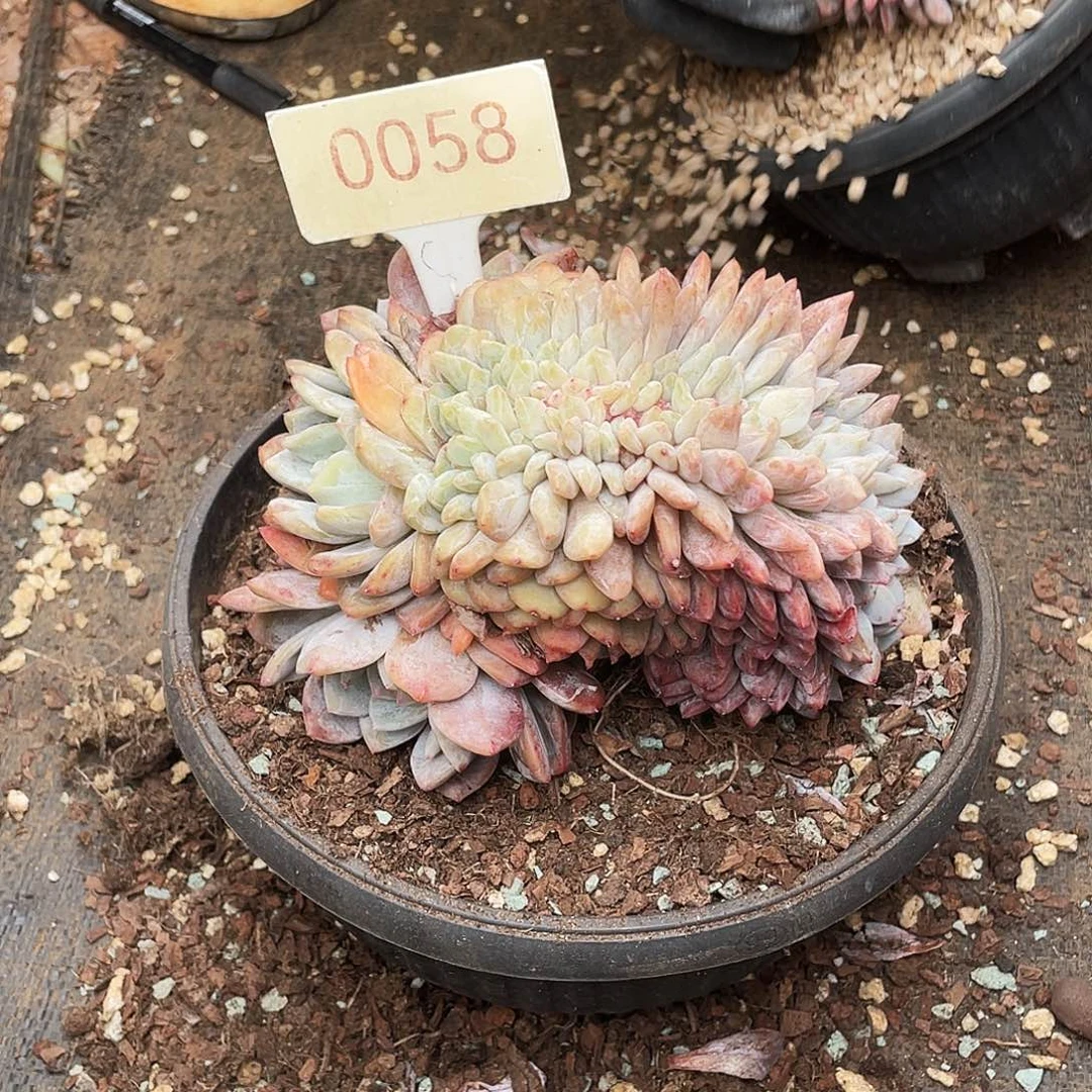 *****星影缀化多肉     0058号