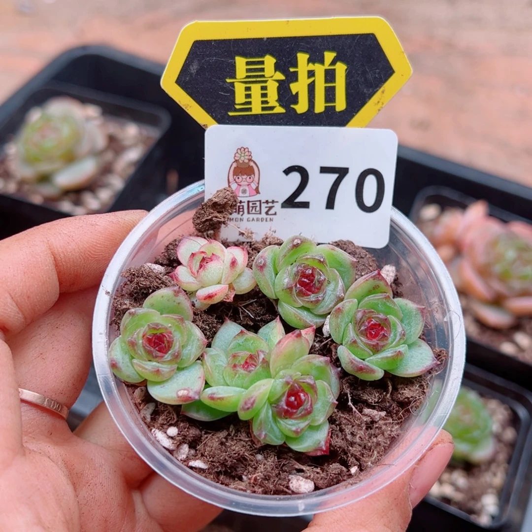 多肉植物多肉植物