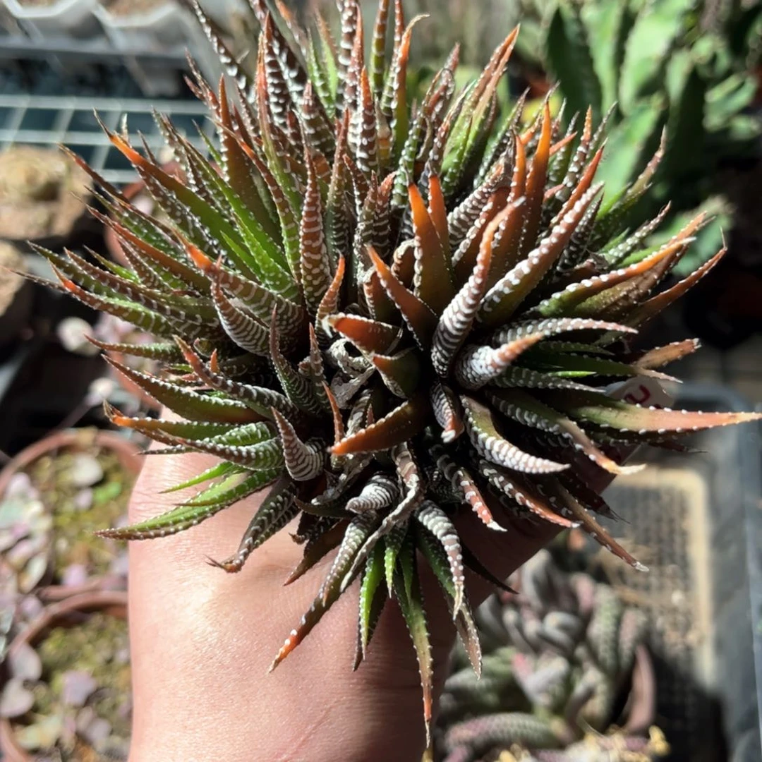 24553一物一拍单头发货