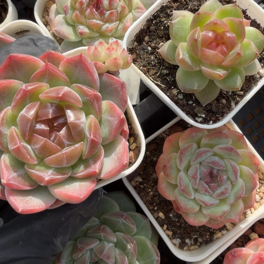 东篱下多肉植物35哈哈