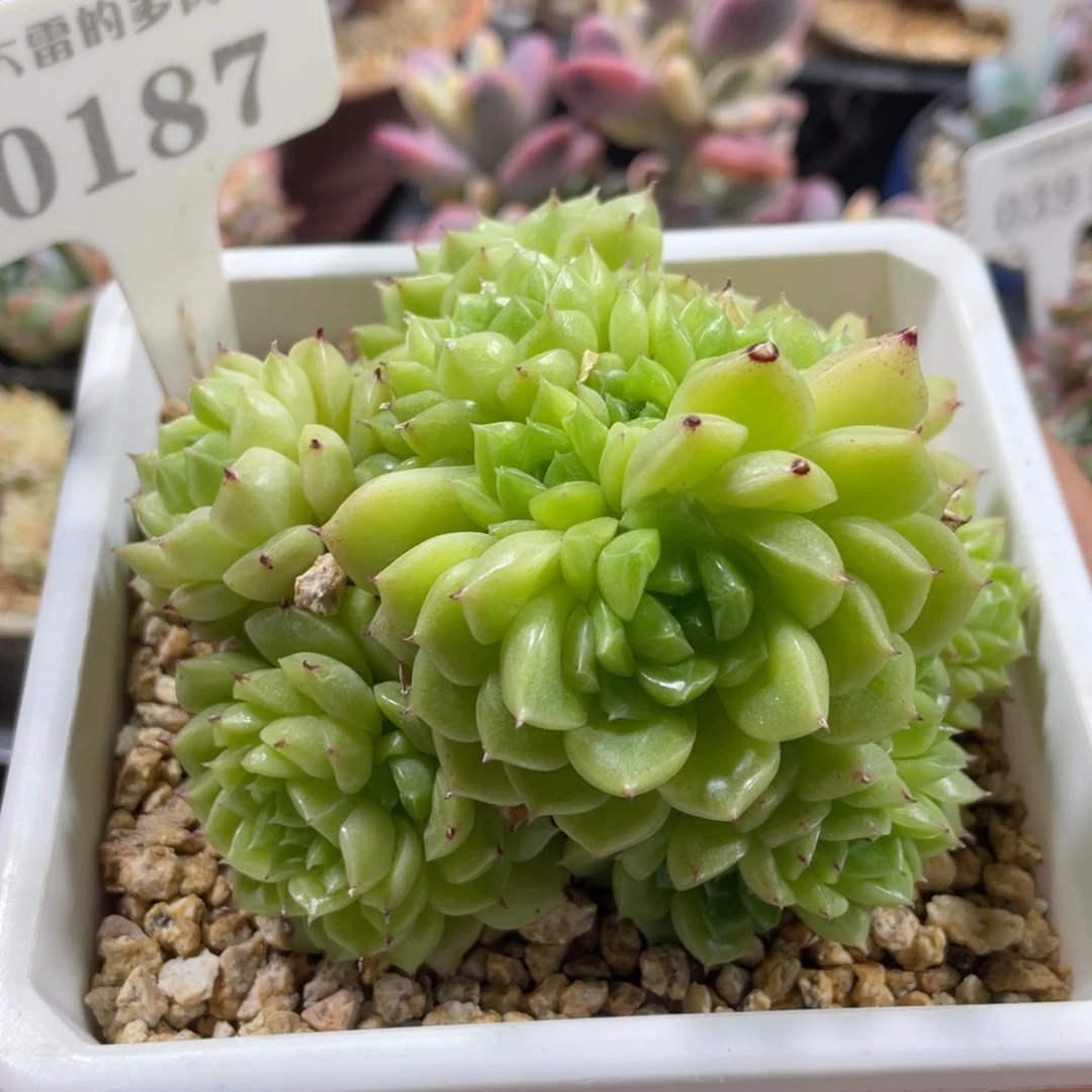 0187麦秆不带盆10厘米