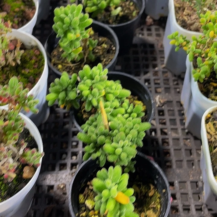 糖球2.8带盆土发货