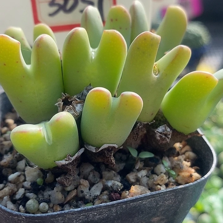 这个时候才会明白为什么有很多3037