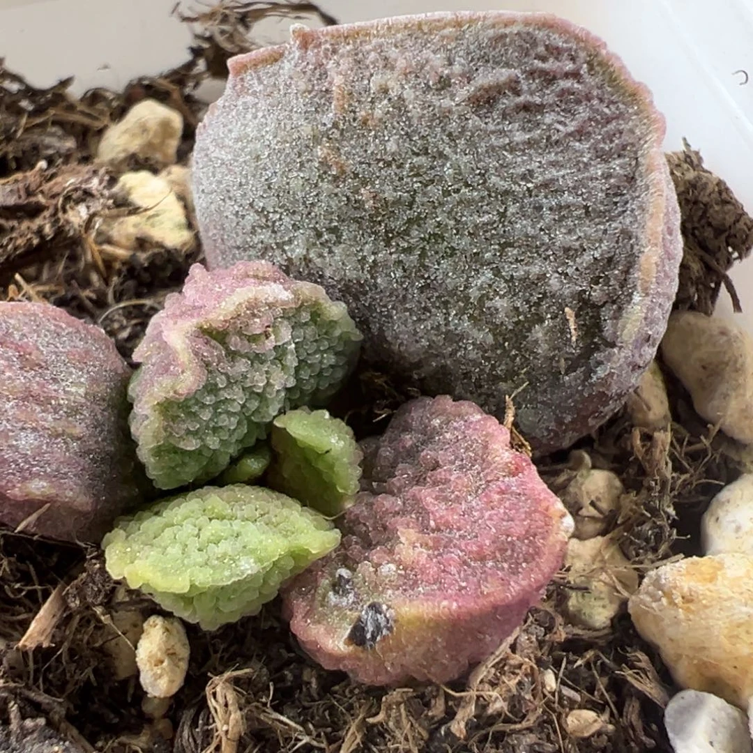 实生新品大苗多肉植物水泡