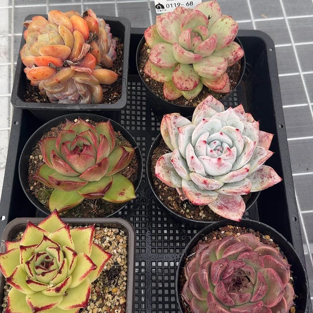 从前慢花园精选0119-68